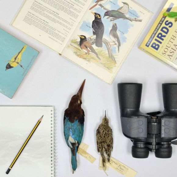 dsc_4381 be_birds 800px