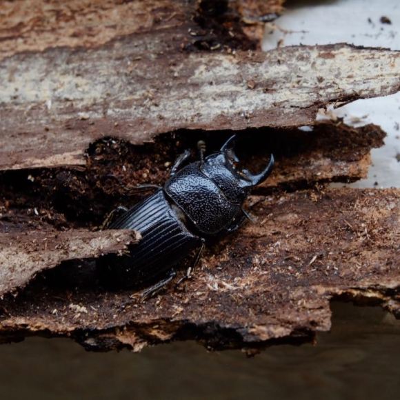 Decomposer module photo 800px