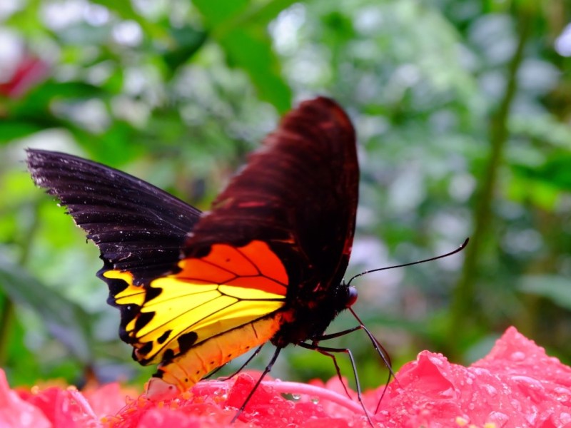 Rewilding, the case of urban Birdwing&nbsp;butterflies