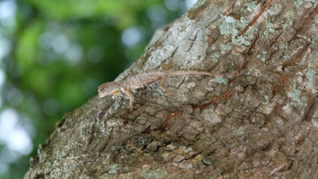 gliding lizard