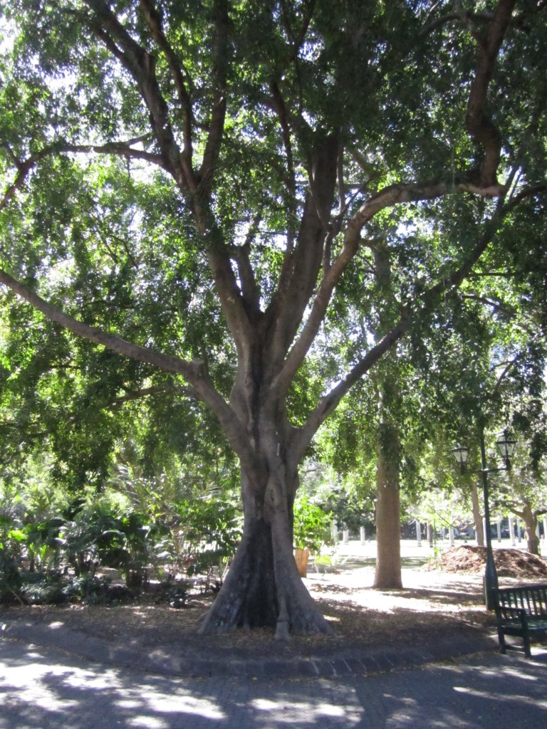 weeping fig tree, Ficus benjamina