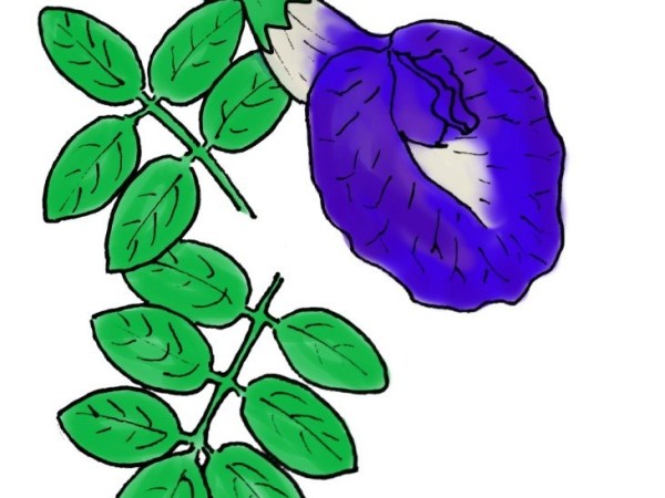 Blue pea flower