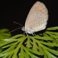 Butterflies and Moths