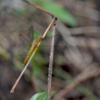Dragonflies and Damselflies