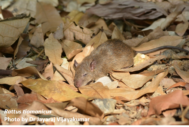 Rats – Urban Biodiversity Initiative (UBI)