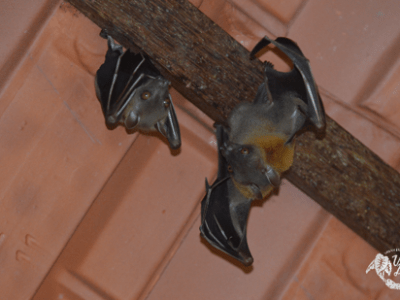 Urban Mammals: Bats
