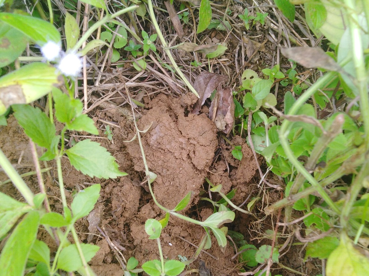 Saving the Underground Farmers: Soil&nbsp;Ecosystems