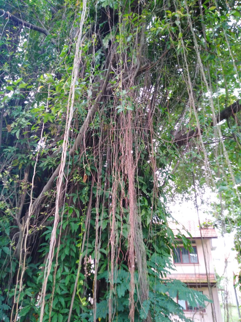 fig plant aerial roots