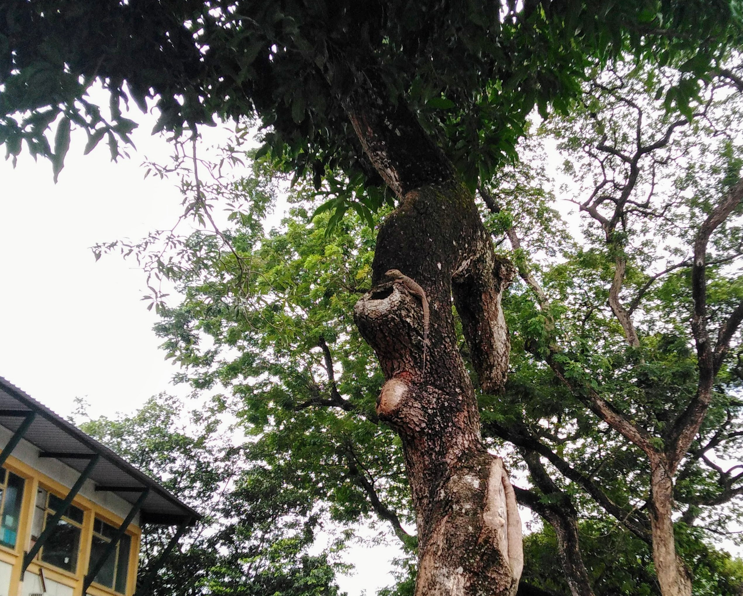 juvenile monitor lizard on tree trunk with building in background
