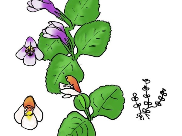 Lindernia and Malayan&nbsp;Eyebright