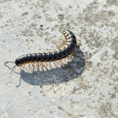 Millipedes and Centipedes