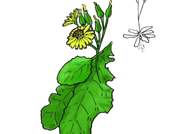 Oriental hawksbeard