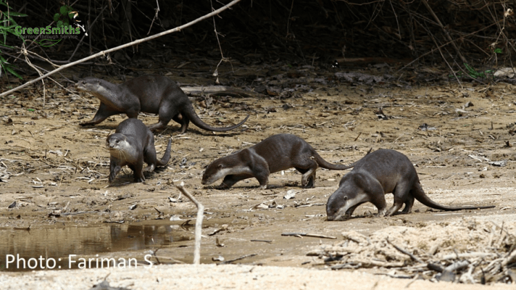 smooth coated otters
