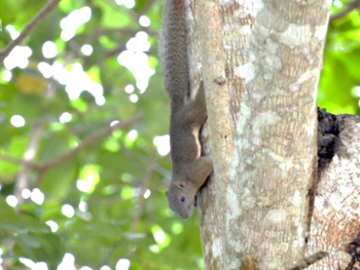 Squirrels and Treeshrews