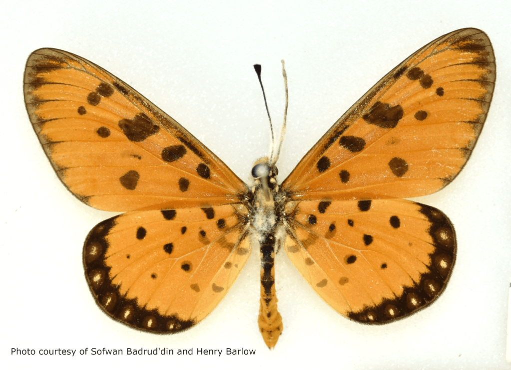 tawny coster, butterfly