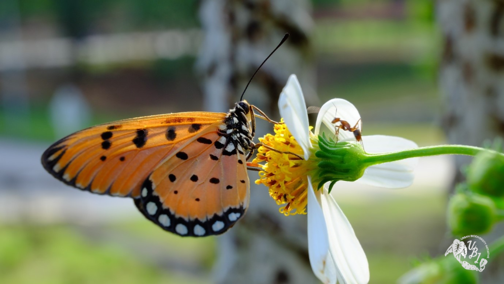 butterfly feeding on Bidens alba nectar