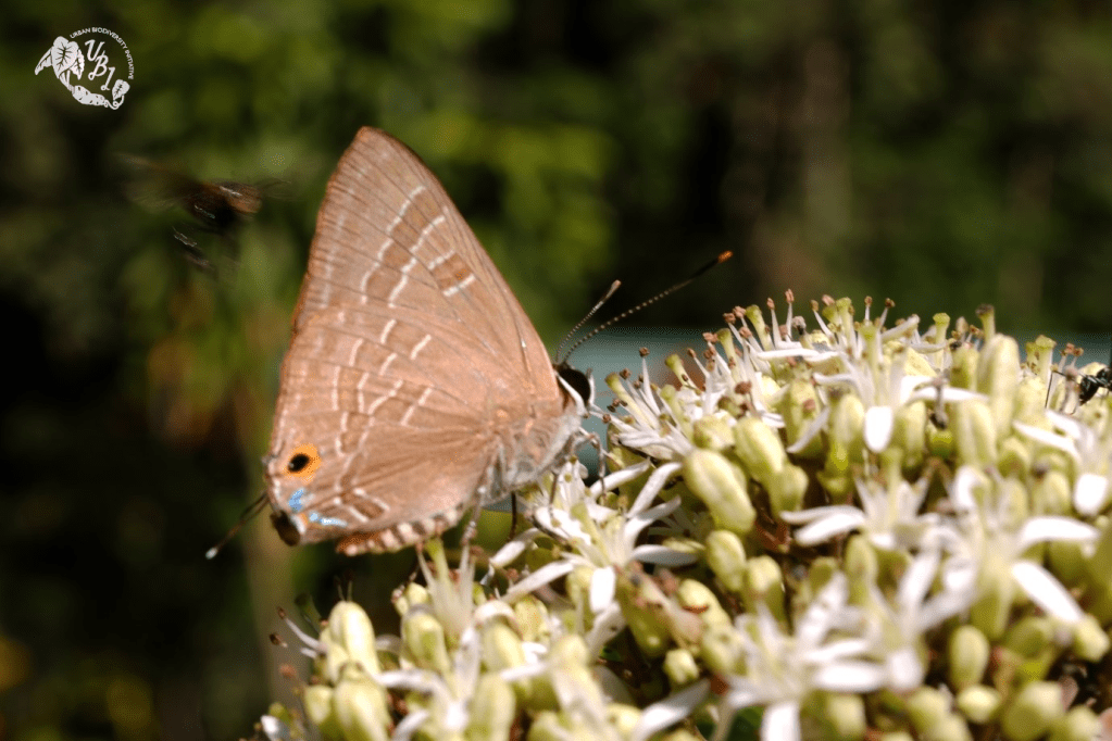 butterfly and a cluster of flowers