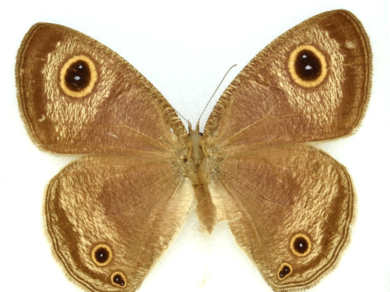 Butterflies: Common three&nbsp;ring