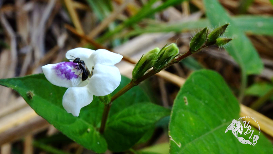 coromandel and pollinator