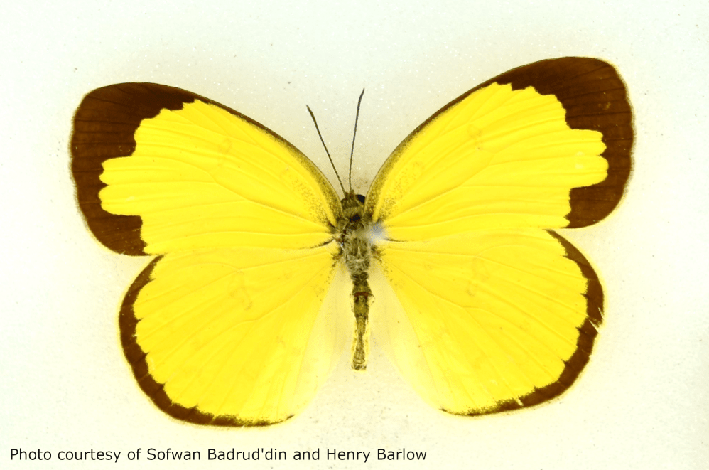 common grass yellow butterfly