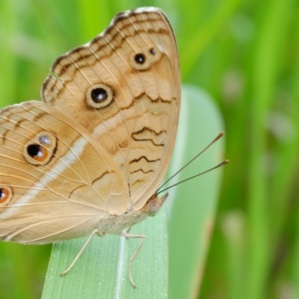 Butterfly Gardens: Key&nbsp;Concepts