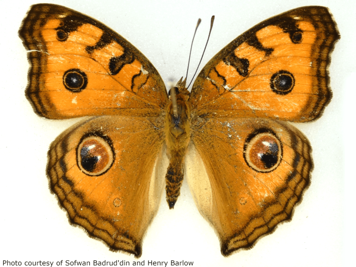 Butterflies: Peacock pansy