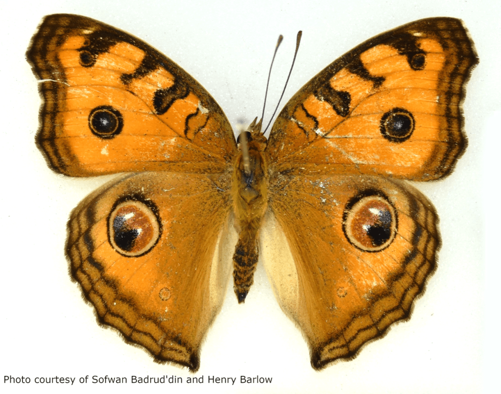 peacock pansy, butterfly