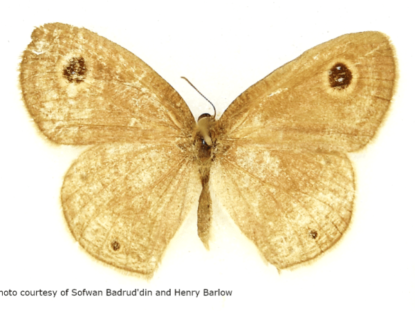 Butterflies: Common four&nbsp;ring