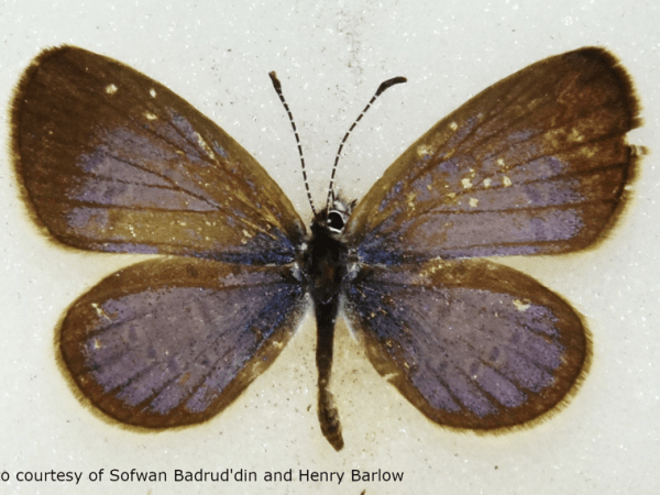 Butterflies: Tiny grass&nbsp;blue