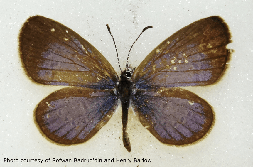 tiny grass blue, butterfly