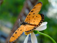 Pollinator: Butterflies and&nbsp;moths