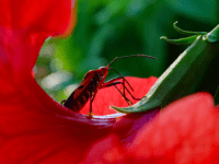 Pollinators: Beetles, true bugs and&nbsp;thrips