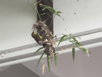 Pollinators: Vertebrates