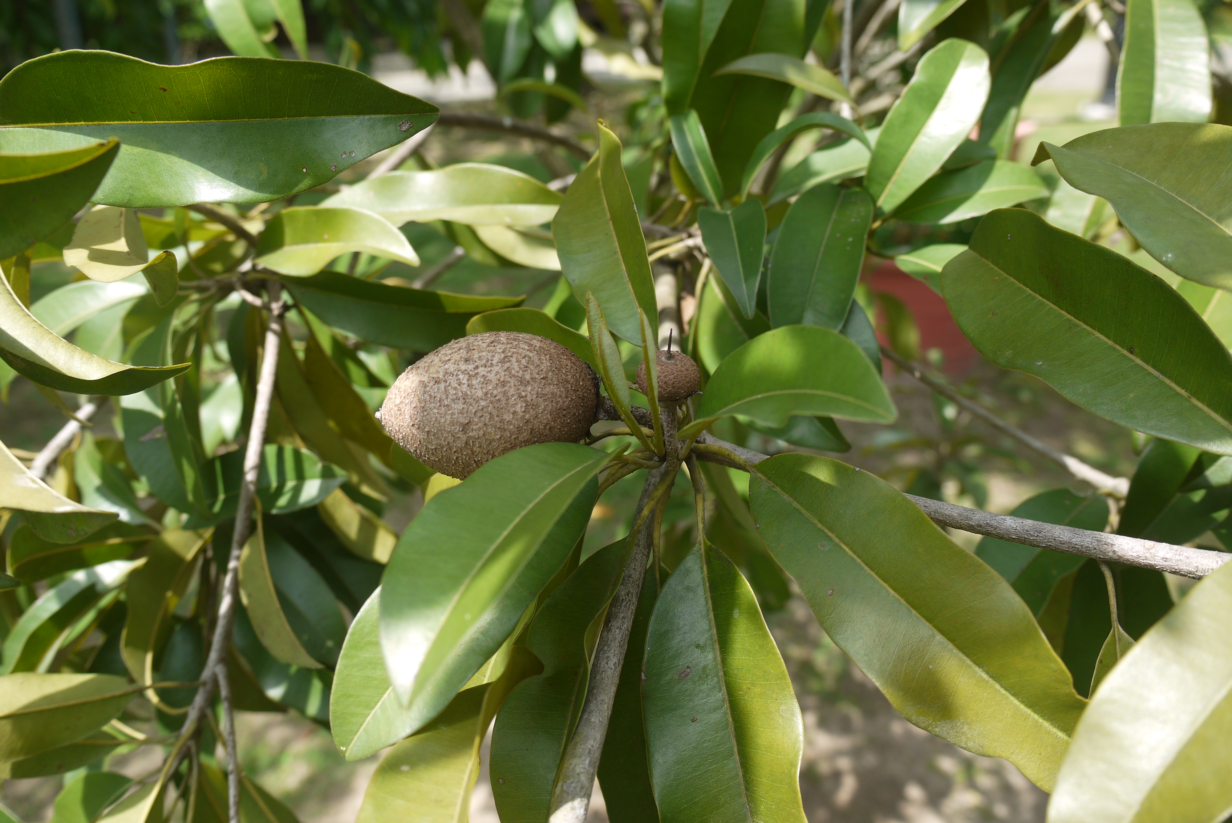 Ciku – Urban Biodiversity Initiative (UBI)