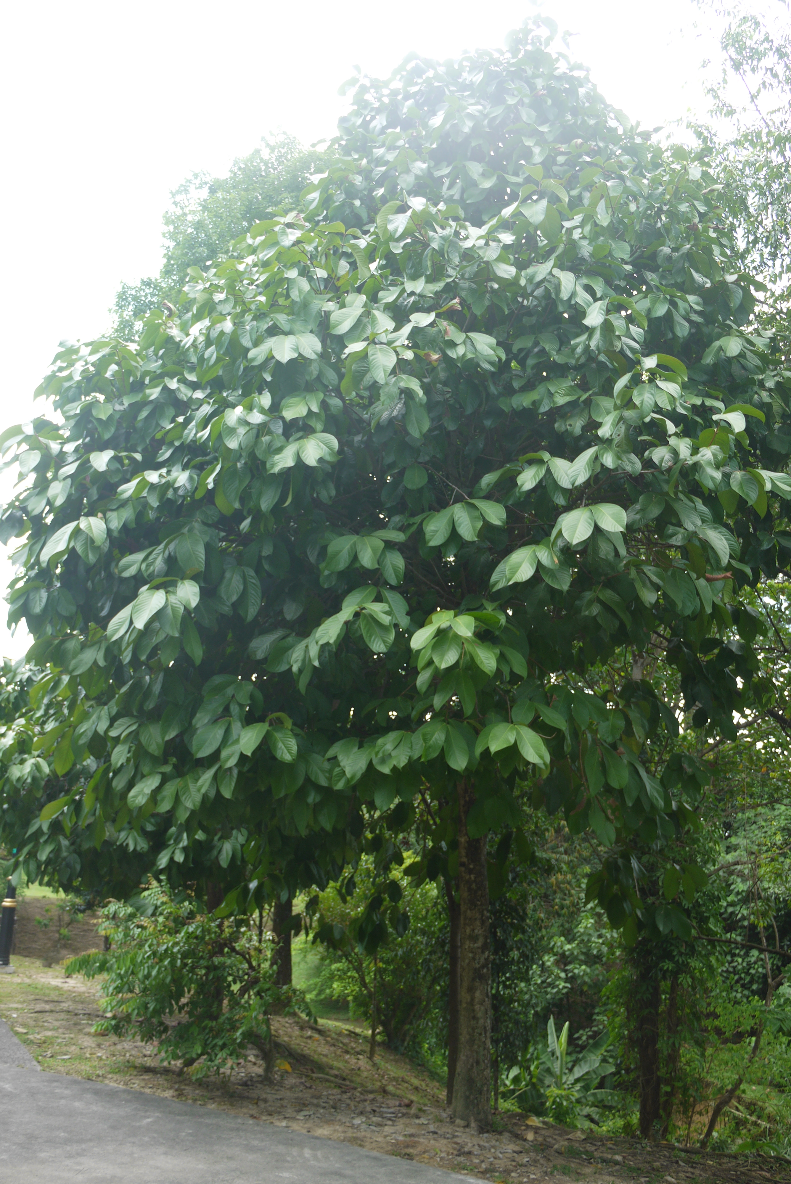 Species Guide: Rare Fruit Trees – Urban Biodiversity Initiative (UBI)