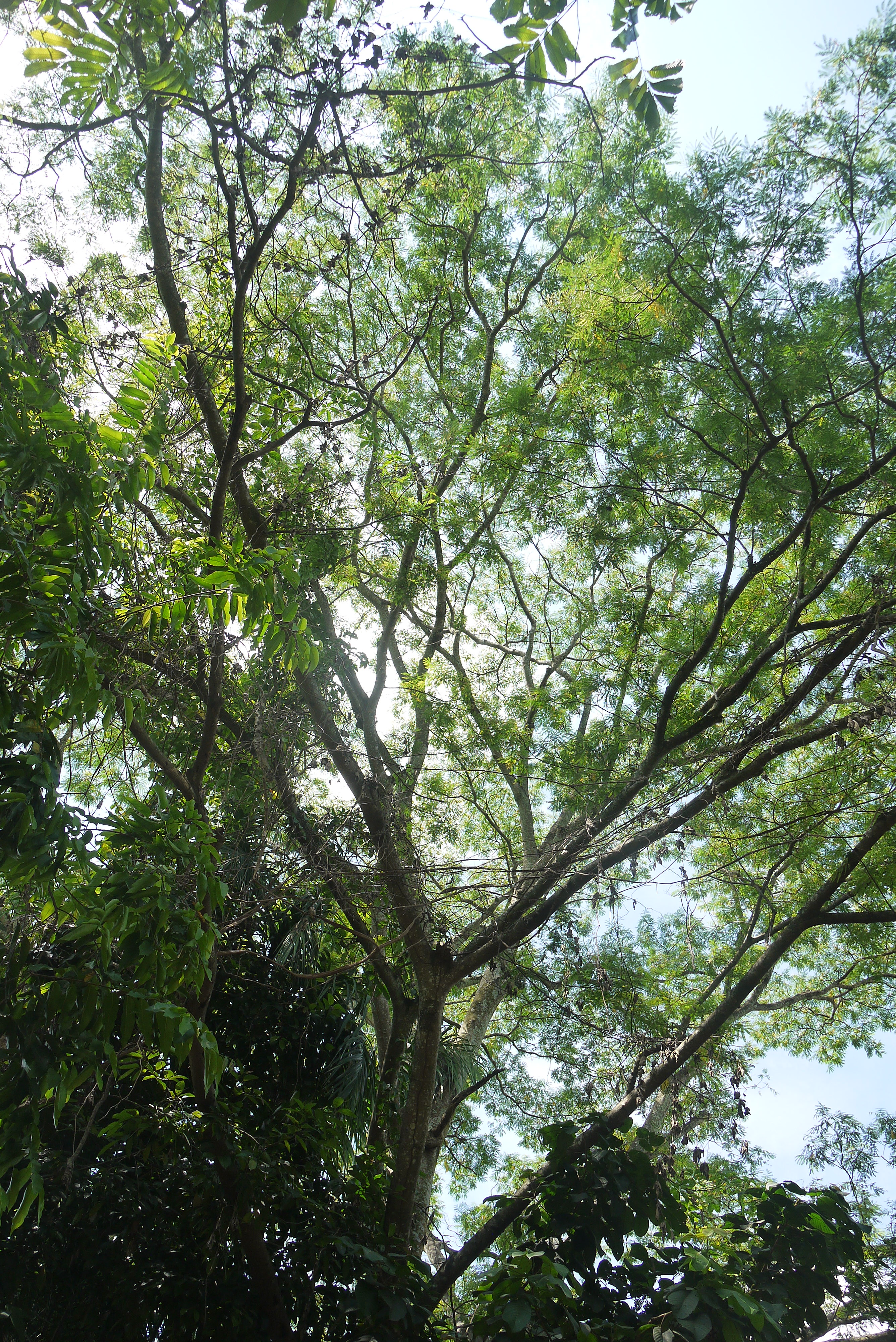 Peda Tree Petai – Urban Biodiversity Initiative (UBI)